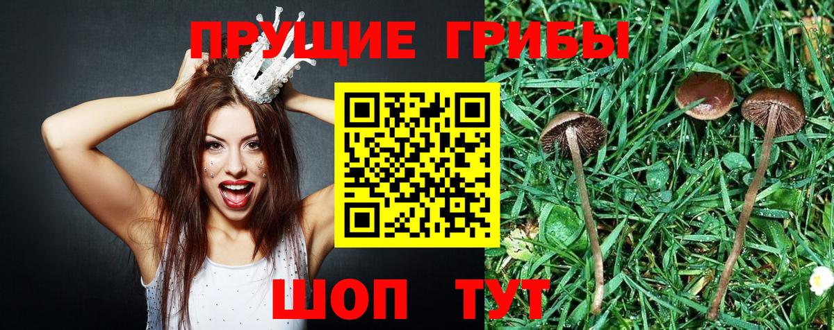 Галлюциногенные грибы GOLDEN TEACHER Сосновоборск